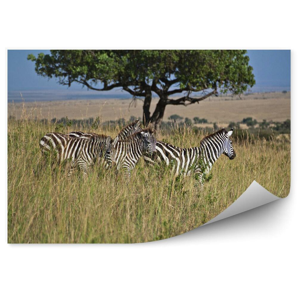 Fototapeta na stenu Zebry na lúke