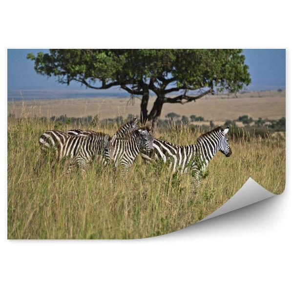 Fototapeta na stenu Zebry na lúke