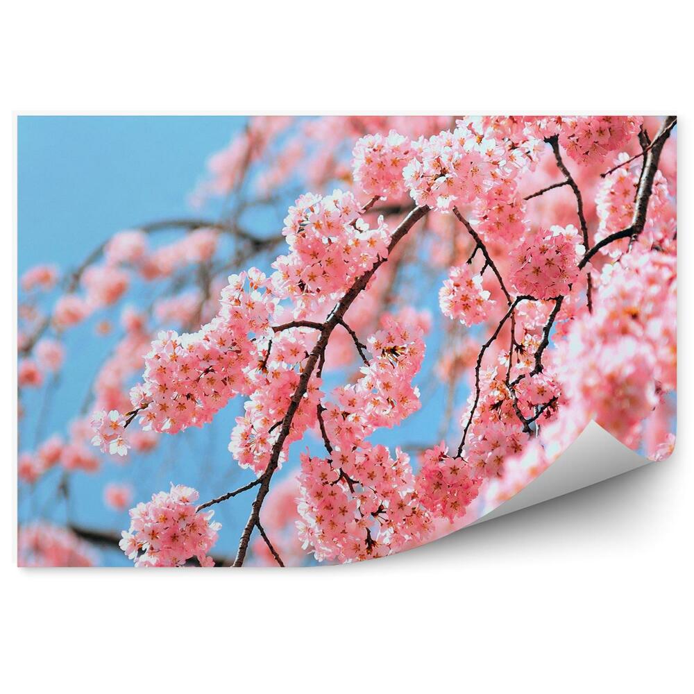 Fototapeta Čerešňové Kvety Tokio Modrá Obloha