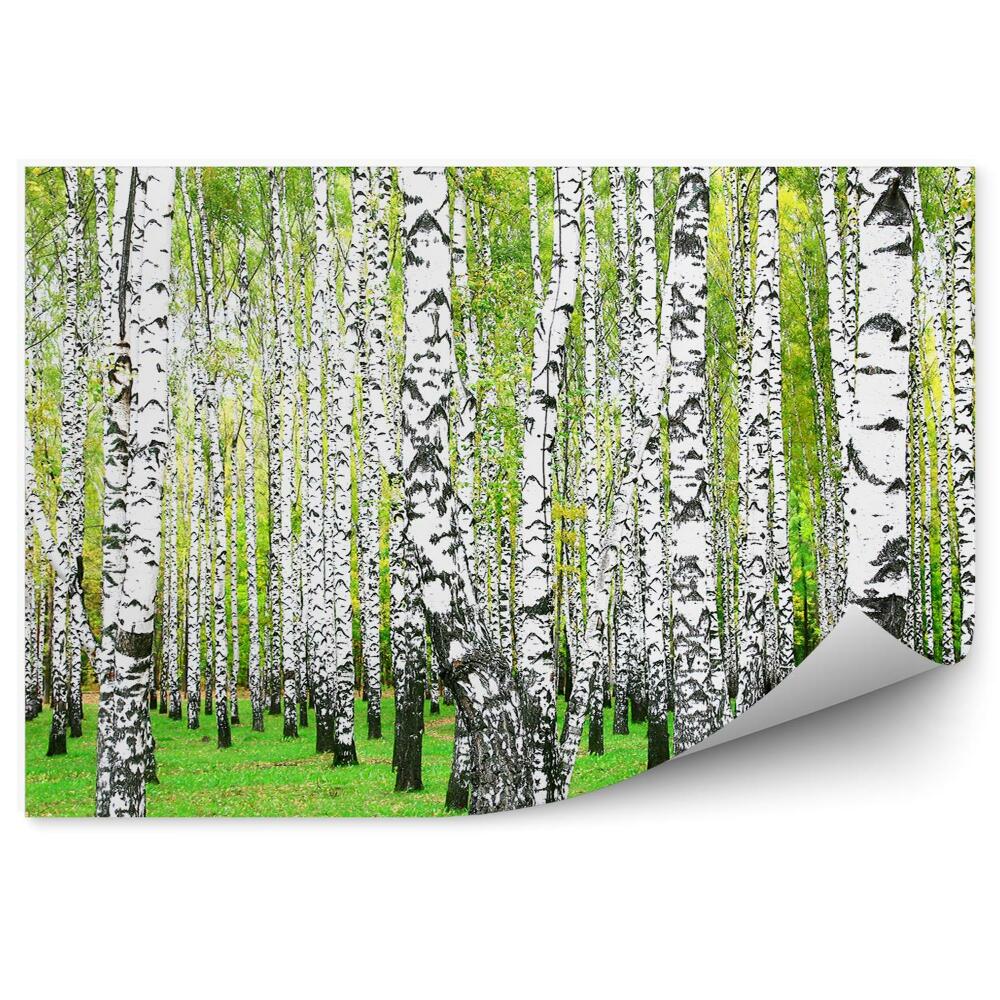 Fototapeta na stenu Brezový les tráva