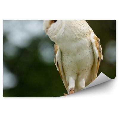 Fototapeta na stenu Sova dlhochvostá z profilu