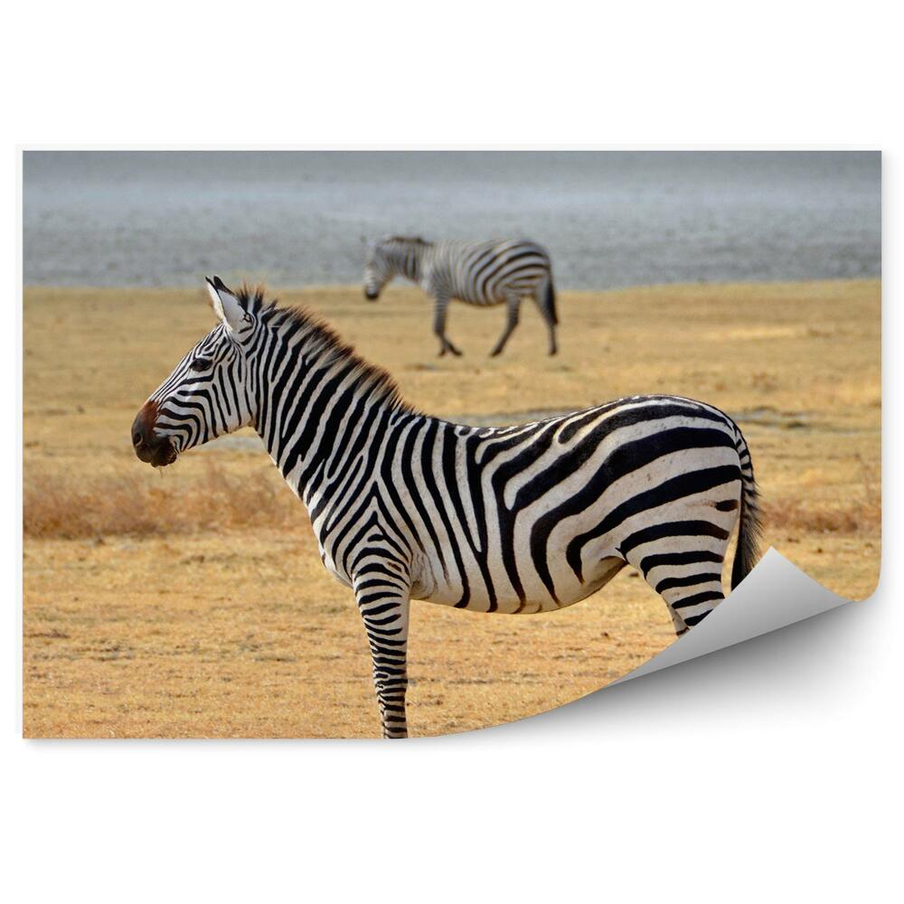 Fototapeta Zebry na savane