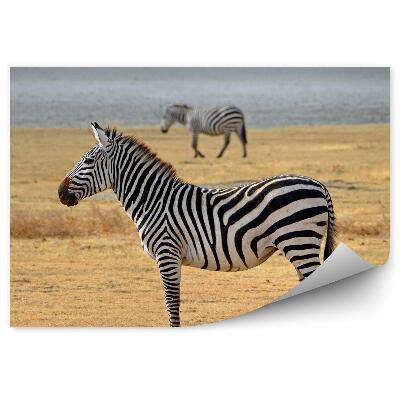 Fototapeta Zebry na savane