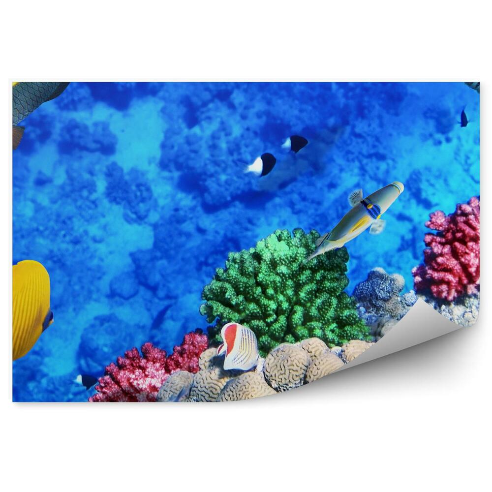 Fototapeta na stenu Scéna na koralovom útese