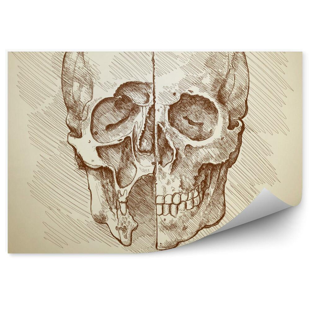 Fototapeta na stenu Kreslenie lebky