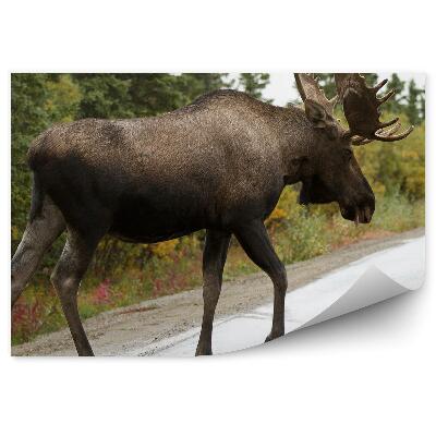 Fototapeta Los na asfaltovej ceste