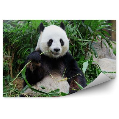 Fototapeta Pandy