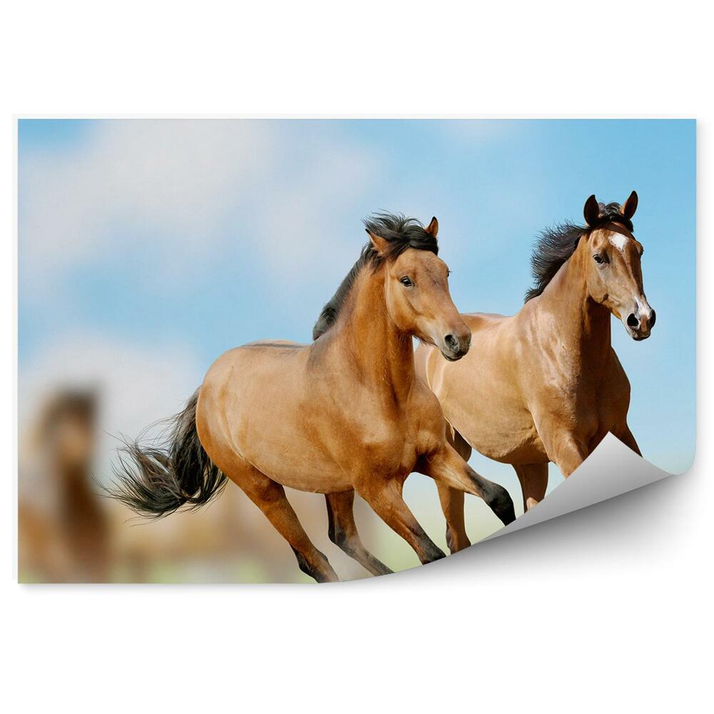 Fototapeta na stenu Stádo hnedých koní bežiacich prach tráva