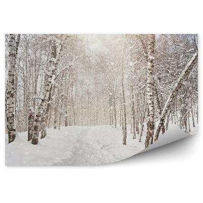 Fototapeta Zimný brezový les