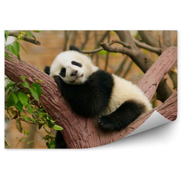 Fototapeta Spiaca panda na kmeni