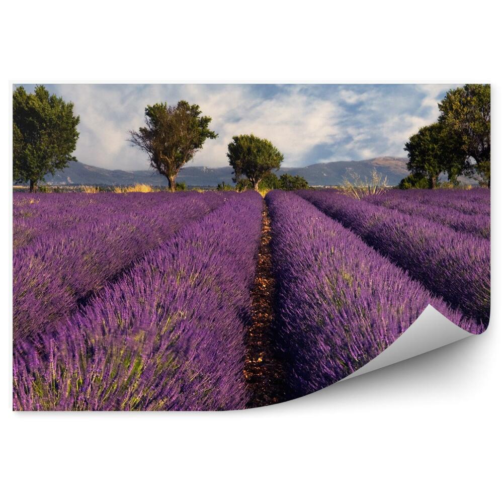 Fototapeta Levanduľové pole Provence Francúzsko stromy hory obloha mraky