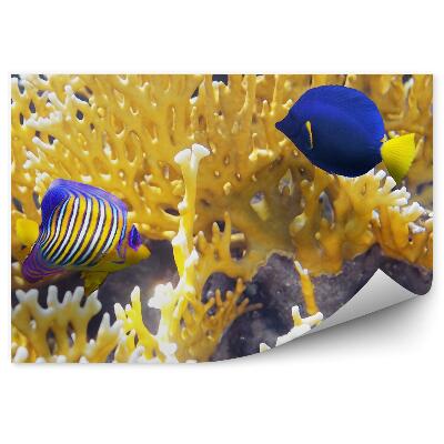 Fototapeta na stenu Farebné ryby útes voda podmorský svet