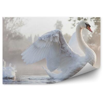Fototapeta na stenu Labuť rozťahujúca krídla na zahmlenom jazere