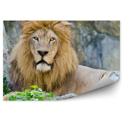 Fototapeta Samec leva na kameni