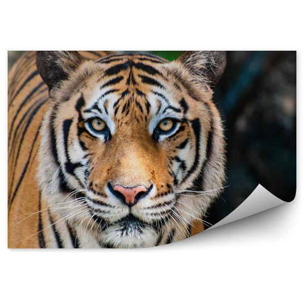 Fototapeta na stenu Veľký bengálsky tiger