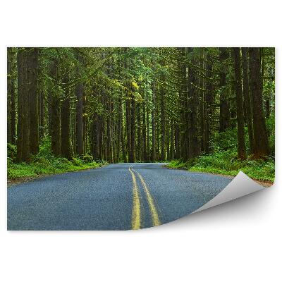 Fototapeta Ulica V Lese Stromy Príroda Vegetácia