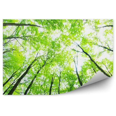 Fototapeta na stenu Zelené vysoké stromy perspektíva