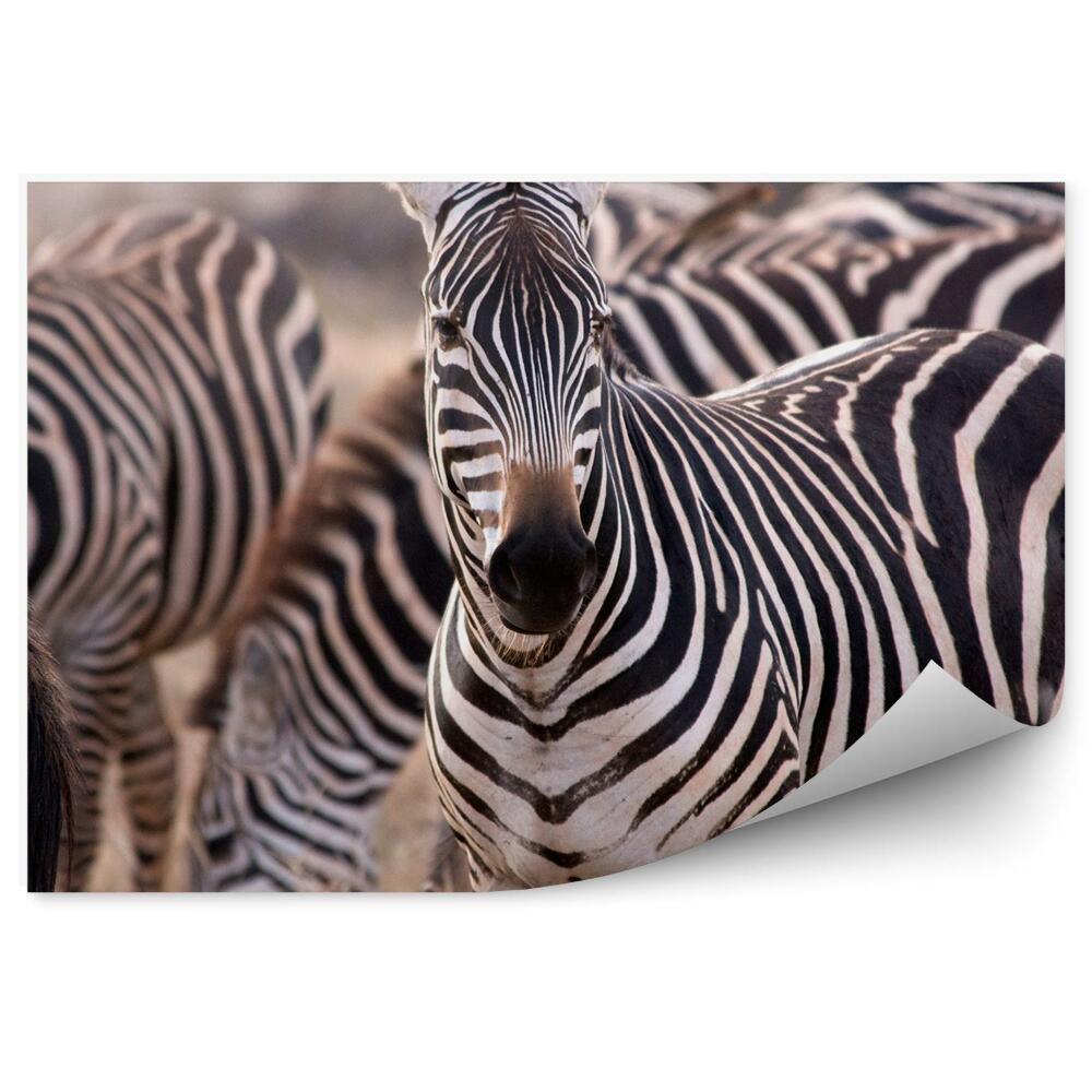 Fototapeta na stenu Stádo zebier