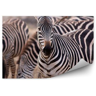 Fototapeta na stenu Stádo zebier