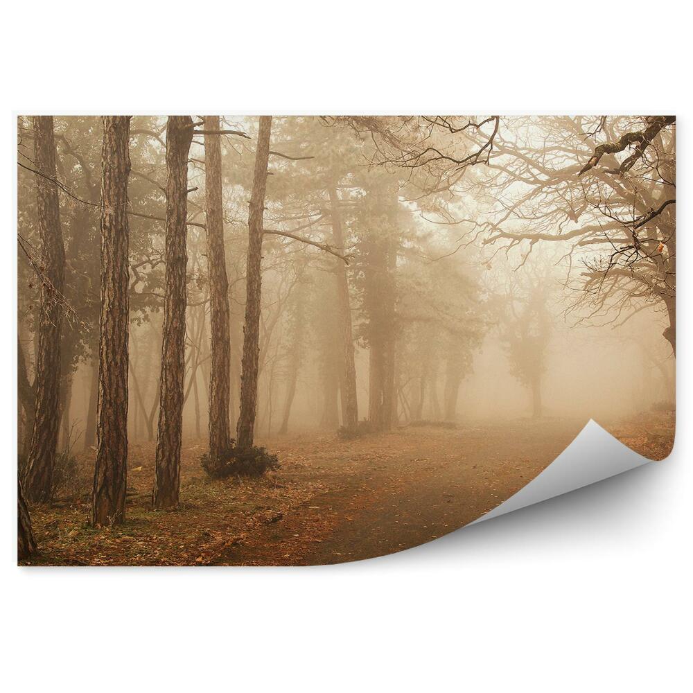 Fototapeta Hmla na lesnej ceste listy