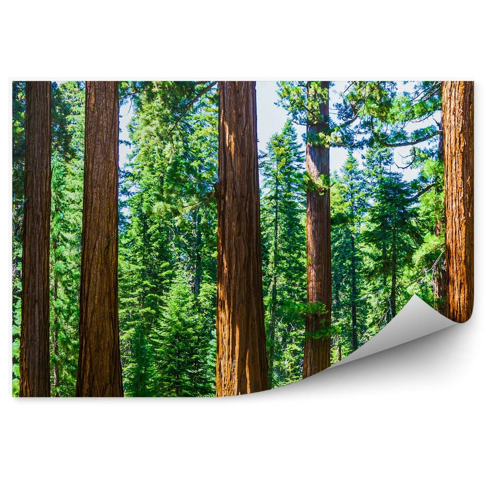 Fototapeta Národný park vetvy stromov zblízka vianočné stromy