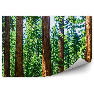 Fototapeta Národný park vetvy stromov zblízka vianočné stromy