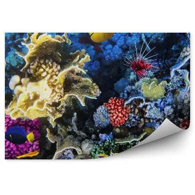 Fototapeta Koralové ryby červené more