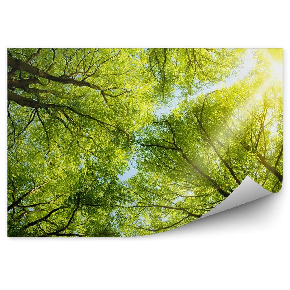 Fototapeta na stenu Stromy park príroda listy modrá obloha
