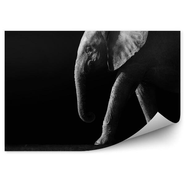 Fototapeta Slon