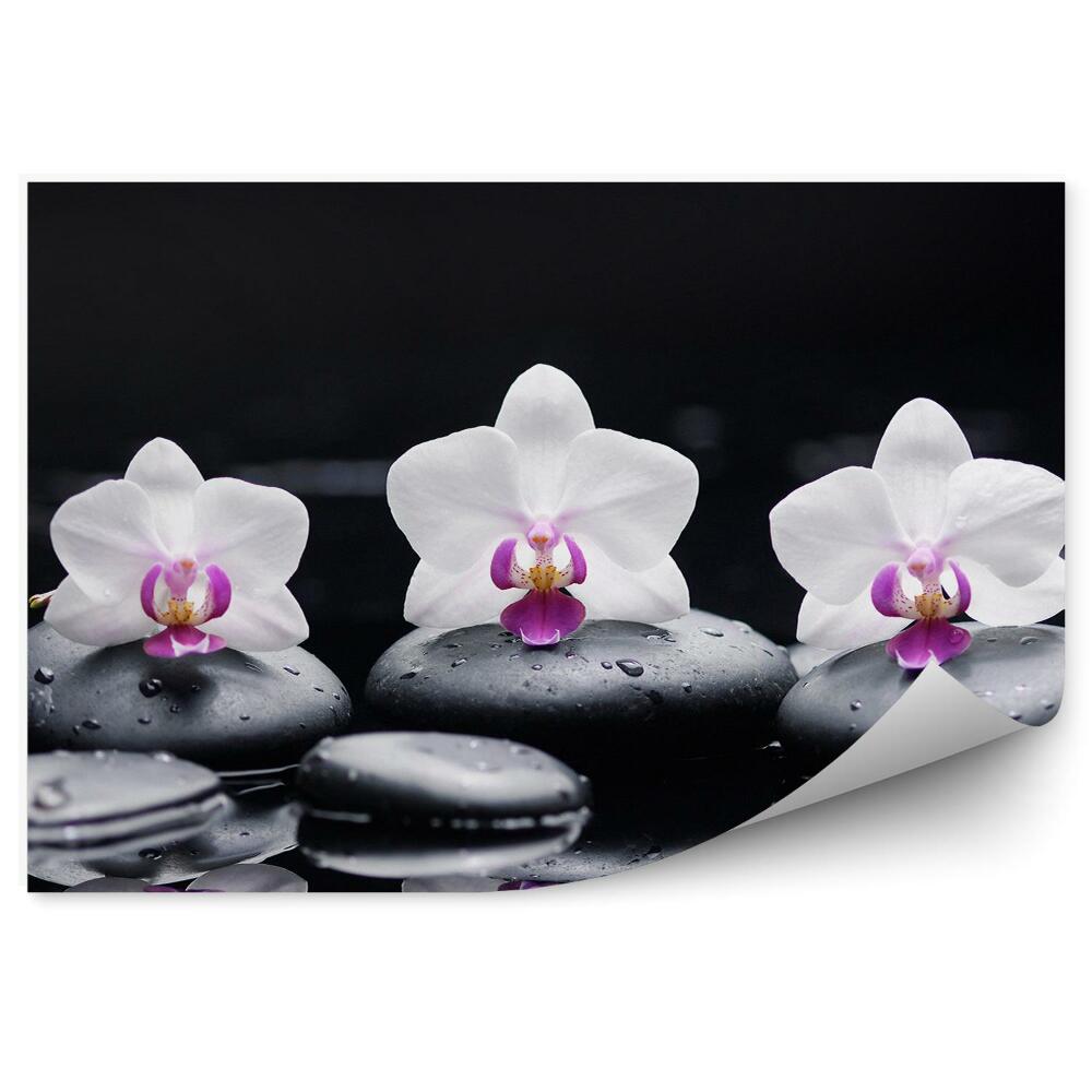 Fototapeta Bielo-Ružové Orchideové Kamene Voda