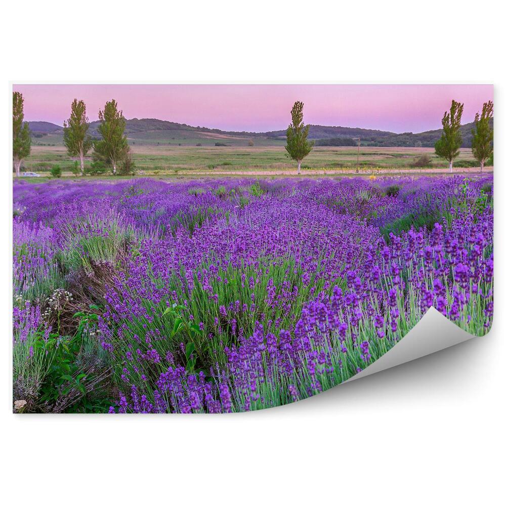 Fototapeta Levanduľové Kvety Vrchol Stromu Západ Slnka