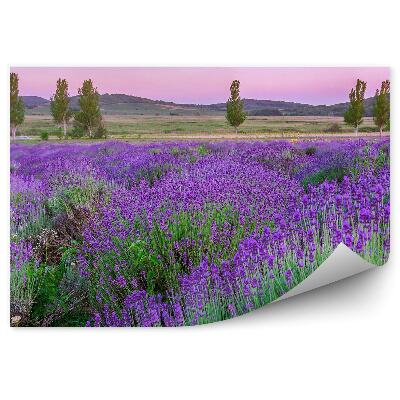 Fototapeta Levanduľové Kvety Vrchol Stromu Západ Slnka