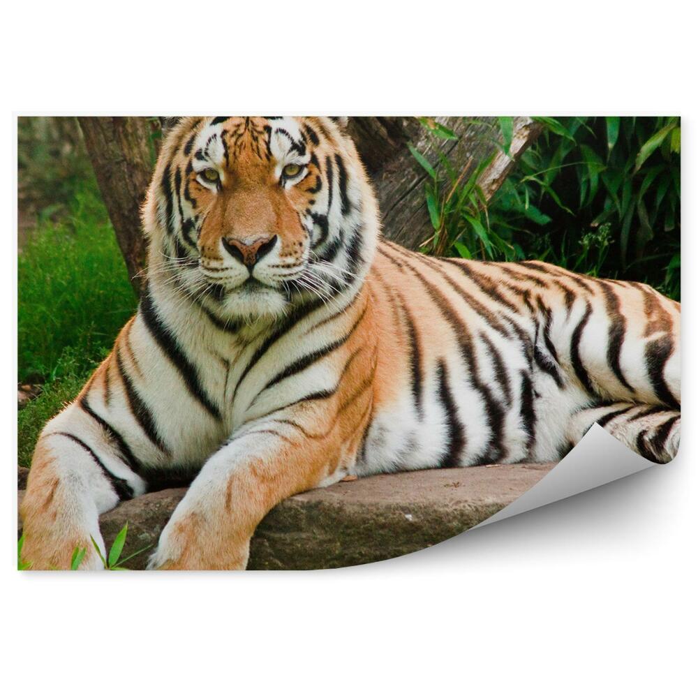 Fototapeta na stenu Tiger bengálsky ležiaci na skale