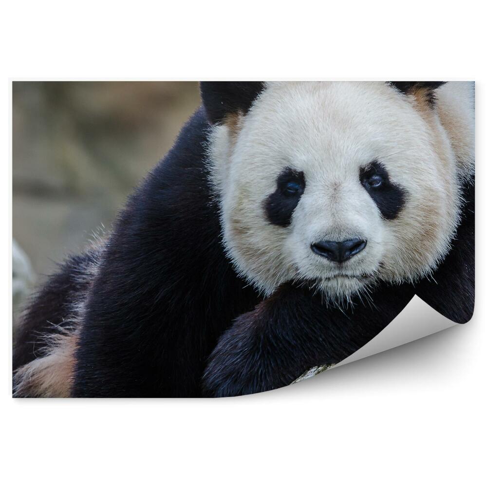 Fototapeta na stenu Zamyslená panda na kmeni