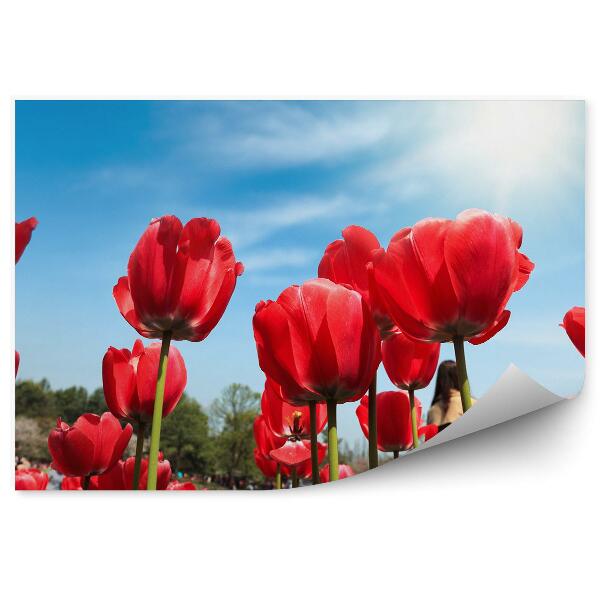 Fototapeta na stenu Tulipány Jazero Obloha Mraky Slnko