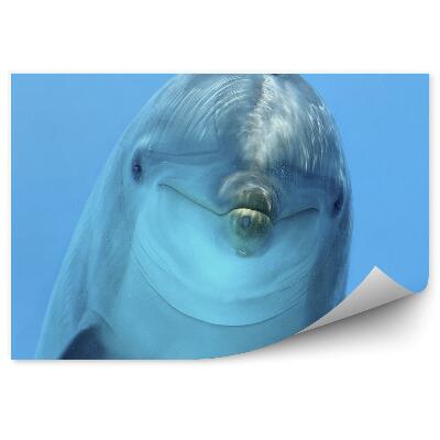 Fototapeta na stenu Hlava delfína