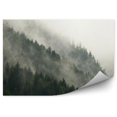 Fototapeta na stenu Ihličnatá lesná hmla