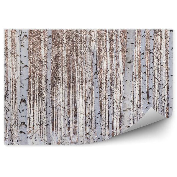 Fototapeta Panoráma les stromy konáre zima brezy
