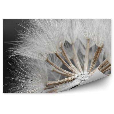 Fototapeta Semená Fúkačky