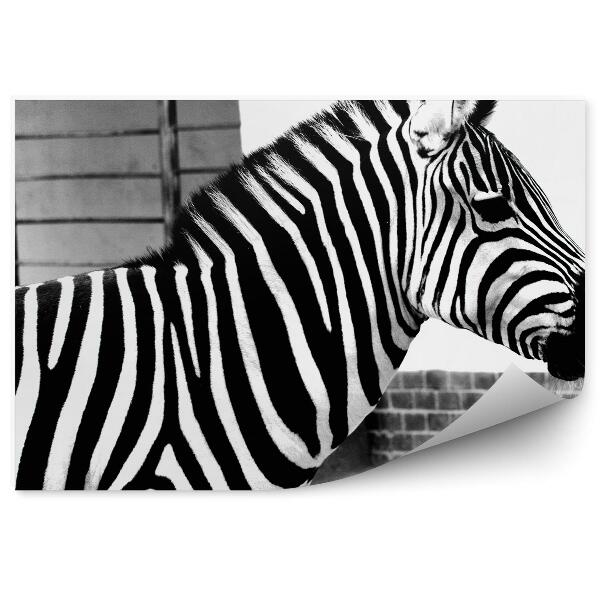 Fototapeta na stenu Zebra zblízka na pozadí plota