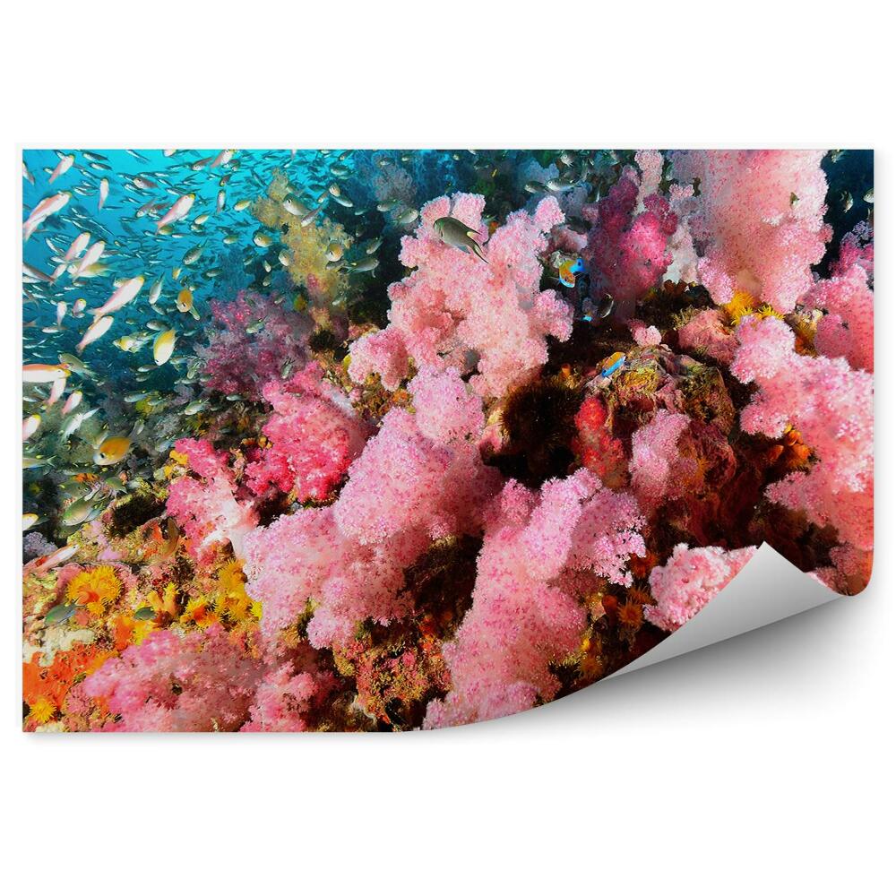 Fototapeta Kolónie Koralových Rýb Podmorský Život
