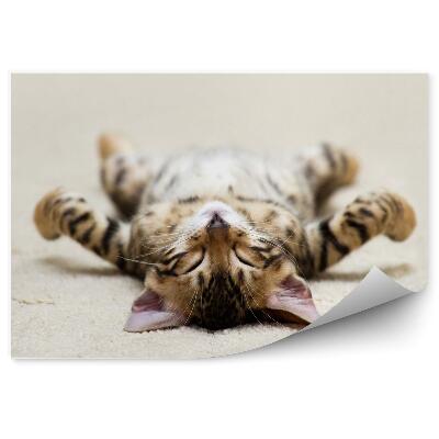 Fototapeta Sladké mačiatko