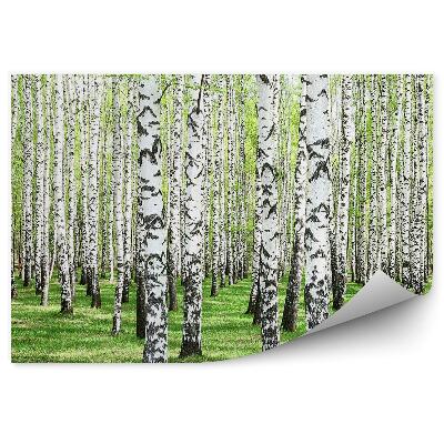 Fototapeta na stenu Brezový les tráva