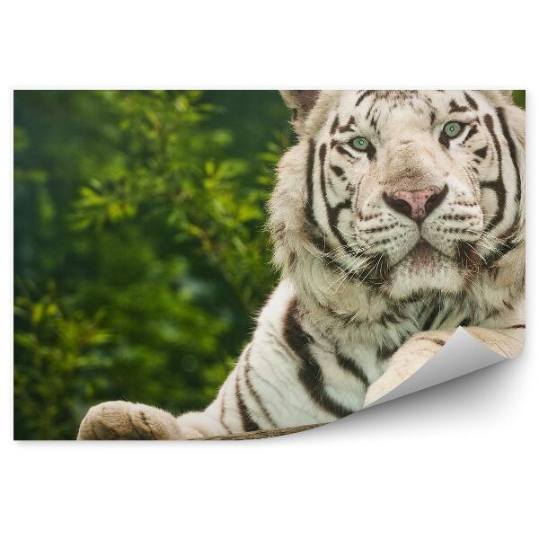 Fototapeta Biely tiger