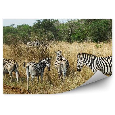 Fototapeta Skupina zebier medzi vysokou trávou