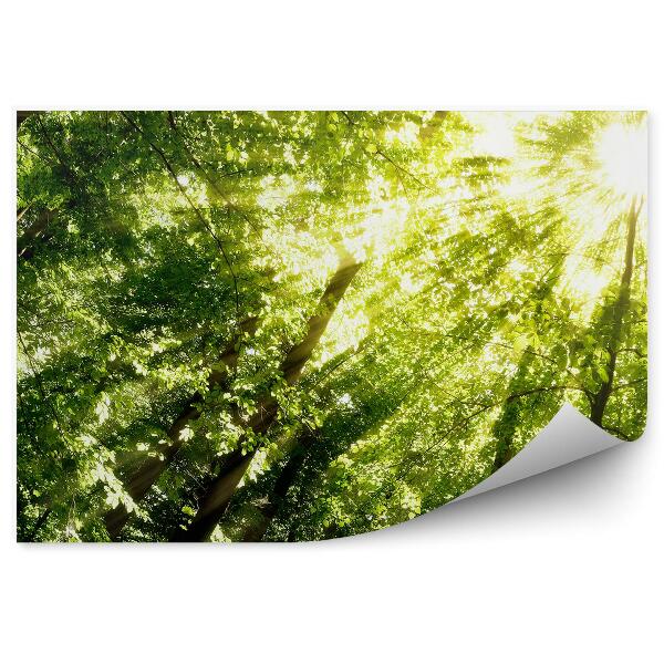 Fototapeta Perspektívna fotografia lesa stromov zospodu lúče svetla