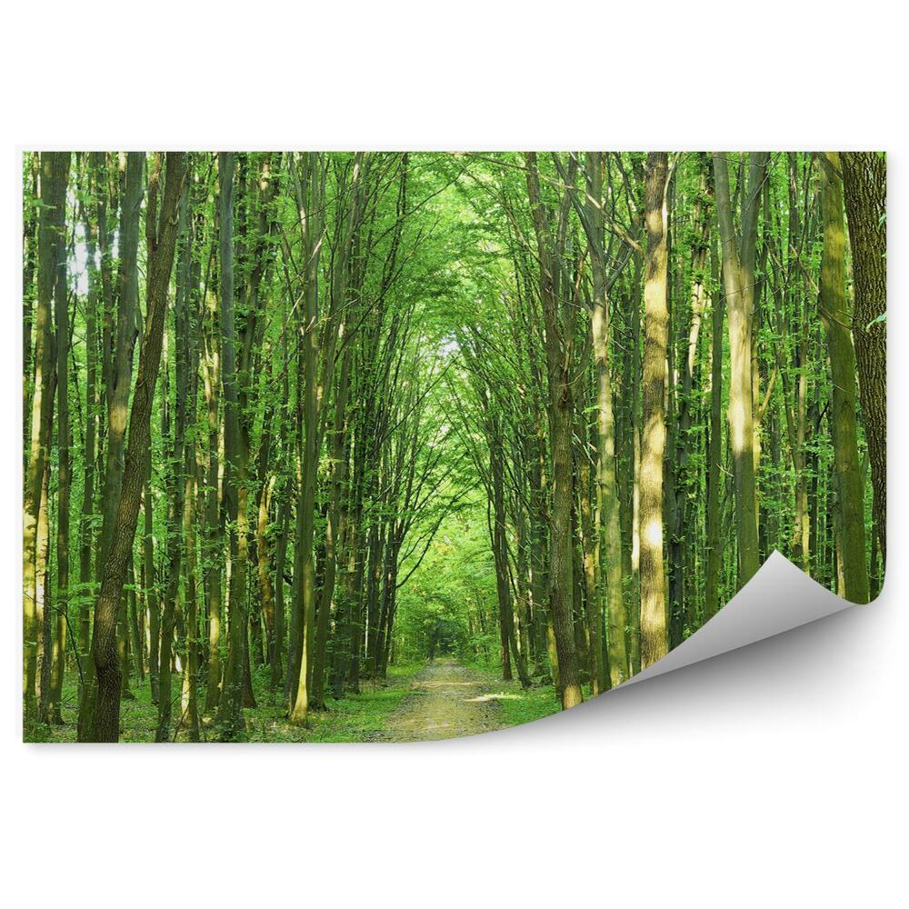 Fototapeta na stenu Slnečný letný deň stromy