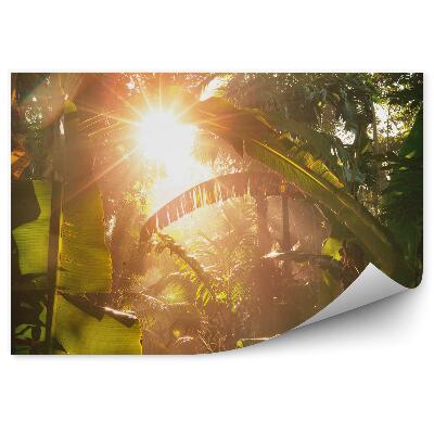 Fototapeta na stenu Listy slnečný les