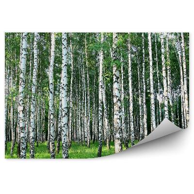 Fototapeta Brezový les tráva