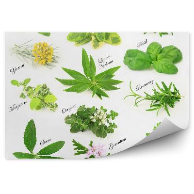 Fototapeta Zbierka čerstvých aromatických byliniek